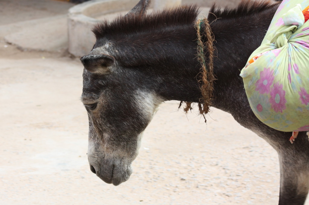 Donkey, original color file
