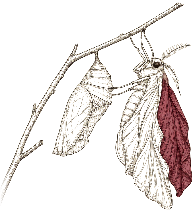 Ink-drawn moth emerging from its chrysalis on a bare branch, one wing in deep maroon