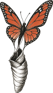 A butterfly emerging from its chrysalis
